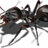 Black Ant 3 Vehicle Wrap Design — Large Scale Artwork for Wide Format Printing | Categories: Commercial, Industry, Nature