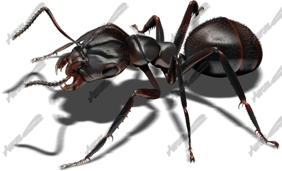 Black Ant 3 Vehicle Wrap Design — Large Scale Artwork for Wide Format Printing | Categories: Commercial, Industry, Nature