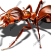 Red Ant 3 Vehicle Wrap Design — Large Scale Artwork for Wide Format Printing | Categories: Commercial, Industry, Nature