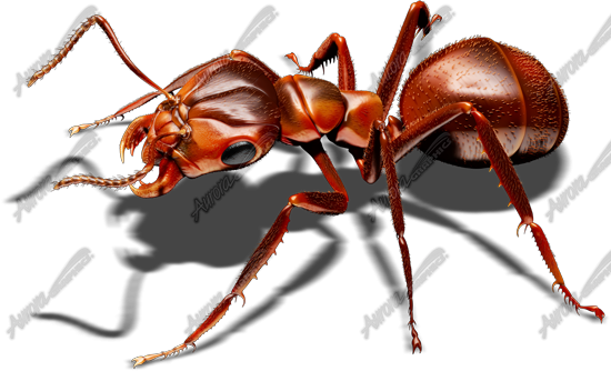 Red Ant 3 Vehicle Wrap Design — Large Scale Artwork for Wide Format Printing | Categories: Commercial, Industry, Nature