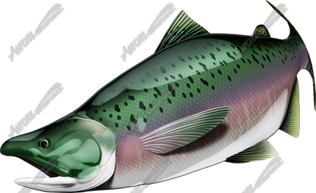 Salmon