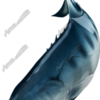 Talang Queenfish