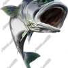 White Seabass
