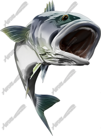 White Seabass
