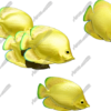 Yellow Tang
