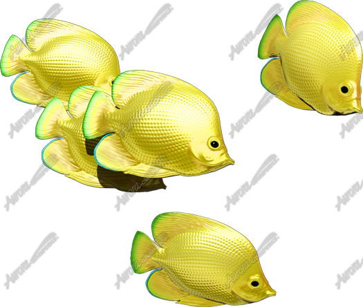 Yellow Tang