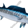 Wahoo