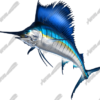 Sailfish
