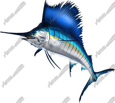 Sailfish