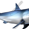 Mako Shark