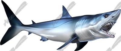 Mako Shark