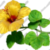 Hibiscus Yellow & Red 7 - Each hibiscus is provided in both transparent .tiff and .jpg format and includes a matching CutContour for each flower. These extremely detailed and huge flowers print flawlessly at large scale.