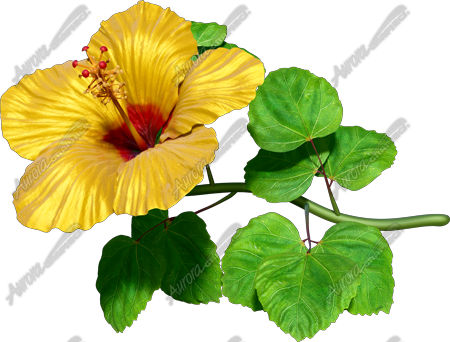 Hibiscus Yellow & Red 7 Vehicle Wrap Design — Large Scale Artwork for Wide Format Printing | Categories: Commercial, Nature