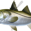 Snook