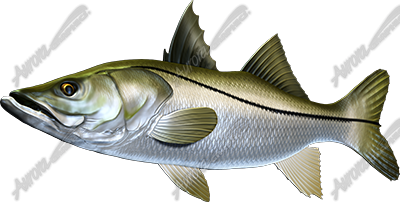 Snook
