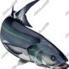 Bluefish