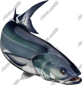 Bluefish