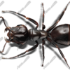 Black Ant 2 Vehicle Wrap Design — Large Scale Artwork for Wide Format Printing | Categories: Commercial, Industry, Nature