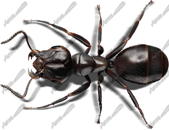 Black Ant 2 Vehicle Wrap Design — Large Scale Artwork for Wide Format Printing | Categories: Commercial, Industry, Nature
