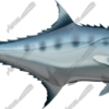 Talang Queenfish