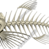 Bonefish