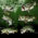 Largemouth Bass 3 2 Vehicle Wrap Design — Large Scale Artwork for Wide Format Printing | Categories: PIK6 Everyday, Fishing