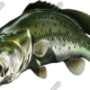 Largemouth Bass
