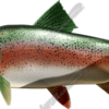 Trout