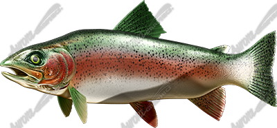 Trout