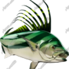 Roosterfish