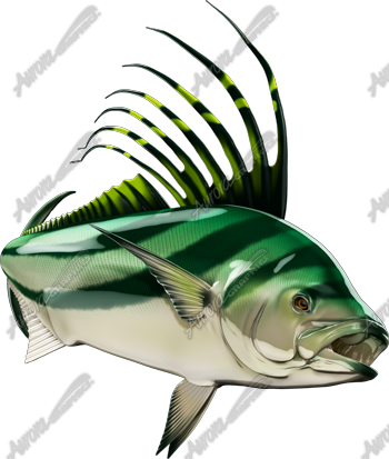 Roosterfish