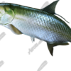 Tarpon