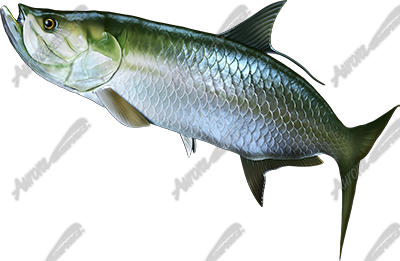Tarpon