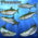 Tarpon Fish High