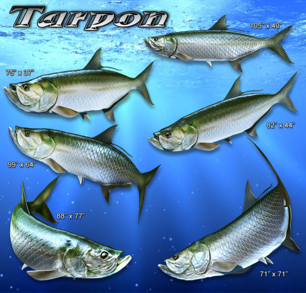 Tarpon Fish High