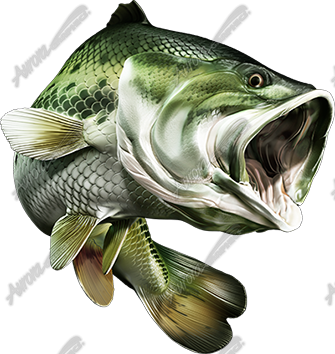 Largemouth Bass