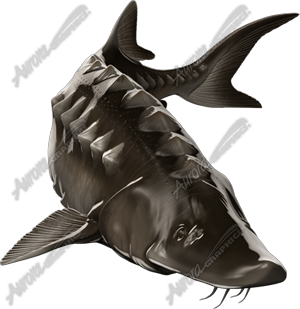 Sturgeon