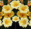 Day Lilies 2 Vehicle Wrap Design — Large Scale Artwork for Wide Format Printing | Categories: Nature