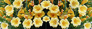 Day Lilies 2 Vehicle Wrap Design — Large Scale Artwork for Wide Format Printing | Categories: Nature