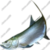 Tarpon