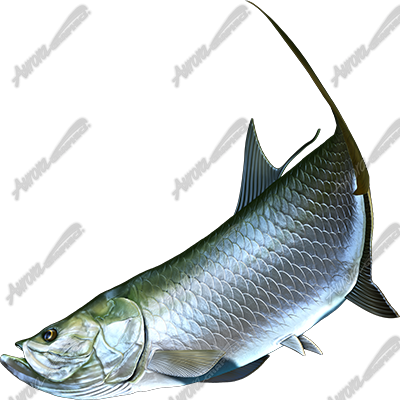 Tarpon