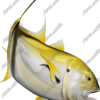 Crevalle Jack