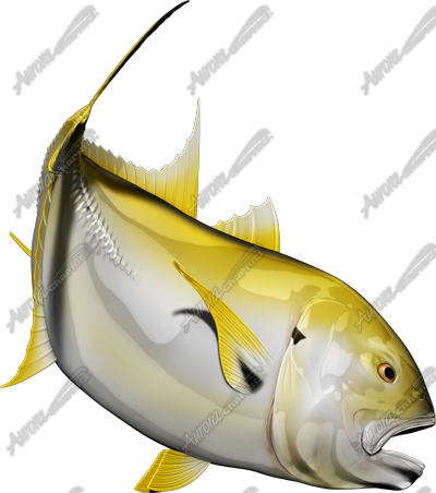 Crevalle Jack