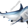 Mako Shark