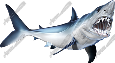Mako Shark