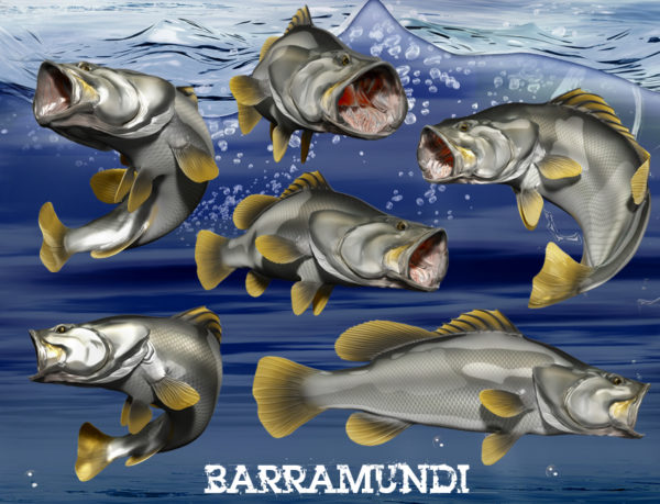 Barramundi Fish