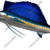 Sailfish