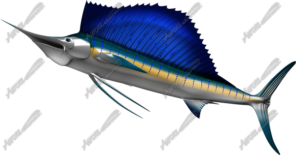 Sailfish