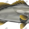Barramundi
