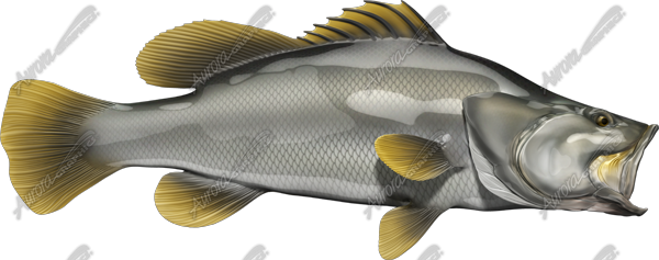 Barramundi